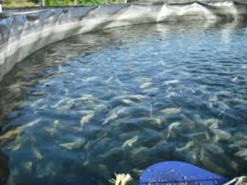 Más oxígeno, más producción: Beneficios de una buena oxigenación en estanques de peces.